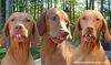 Los perros de ronaldinho.
